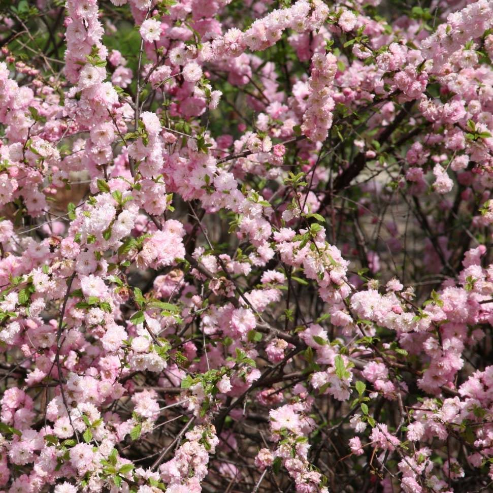 Amandier à fleurs - Prunus triloba Pot de 2L/3L - Image 1