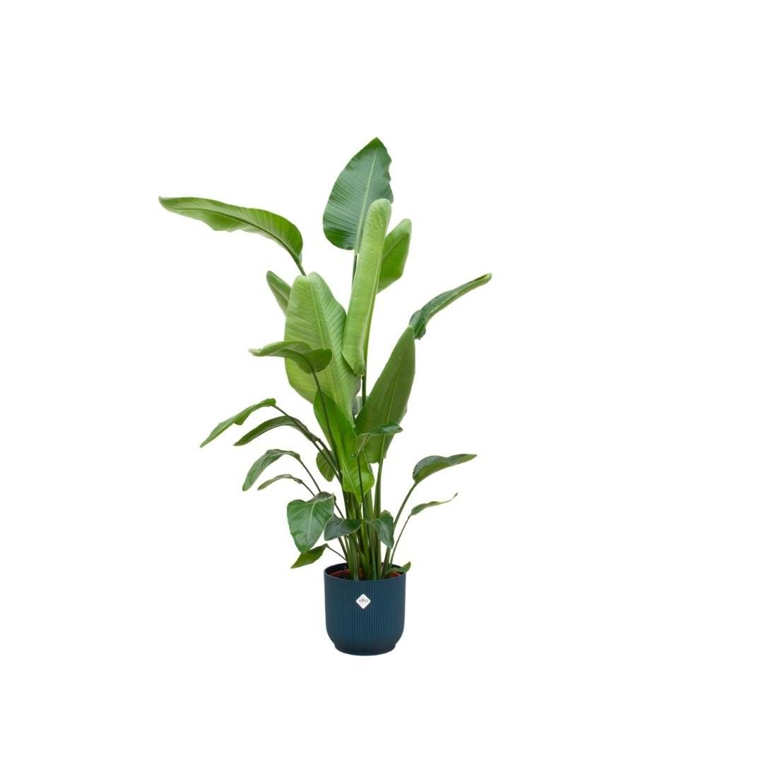La Green Touch - Strelitzia Nicolai 160cm et son pot- La Green Touch Bleu 30cm - Hauteur 160cm