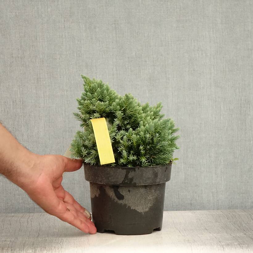 Juniperus squamata Blue Star - Genévrier écailleux Pot de 2L/3L - Image 2