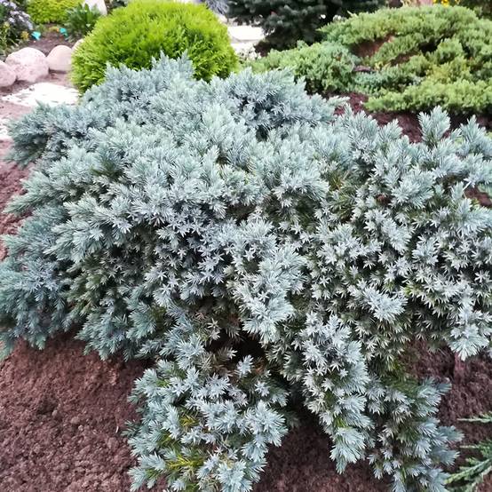 Juniperus squamata Blue Star - Genévrier écailleux Pot de 2L/3L - Image 1