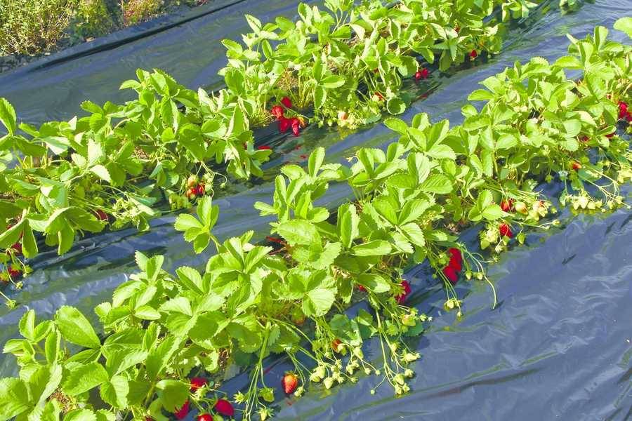 Nortène - Film de paillage Fraisiers microperforé - PE 50% - 1,40 x 10 m Nortene