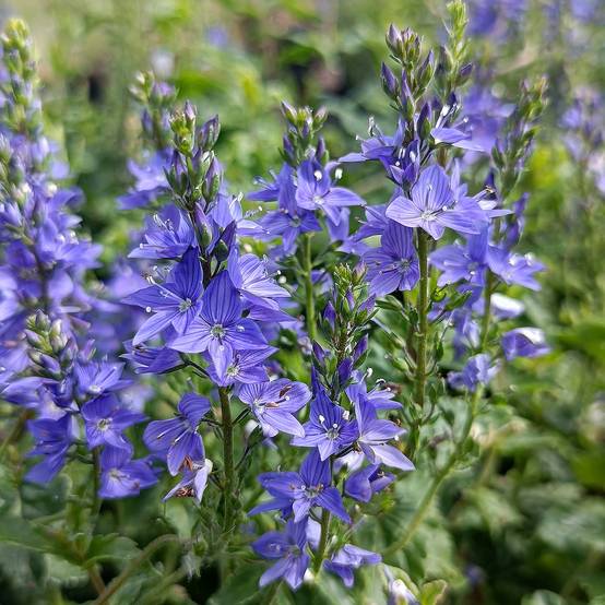 Veronica austriaca Royal Blue - Véronique d'Autriche Godet de 8/9 cm