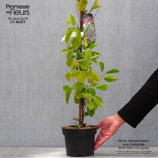 Promesse de Fleurs - Halesia carolina UConn - Arbre aux cloches d'argent Pot de 2L/3L - Image 2