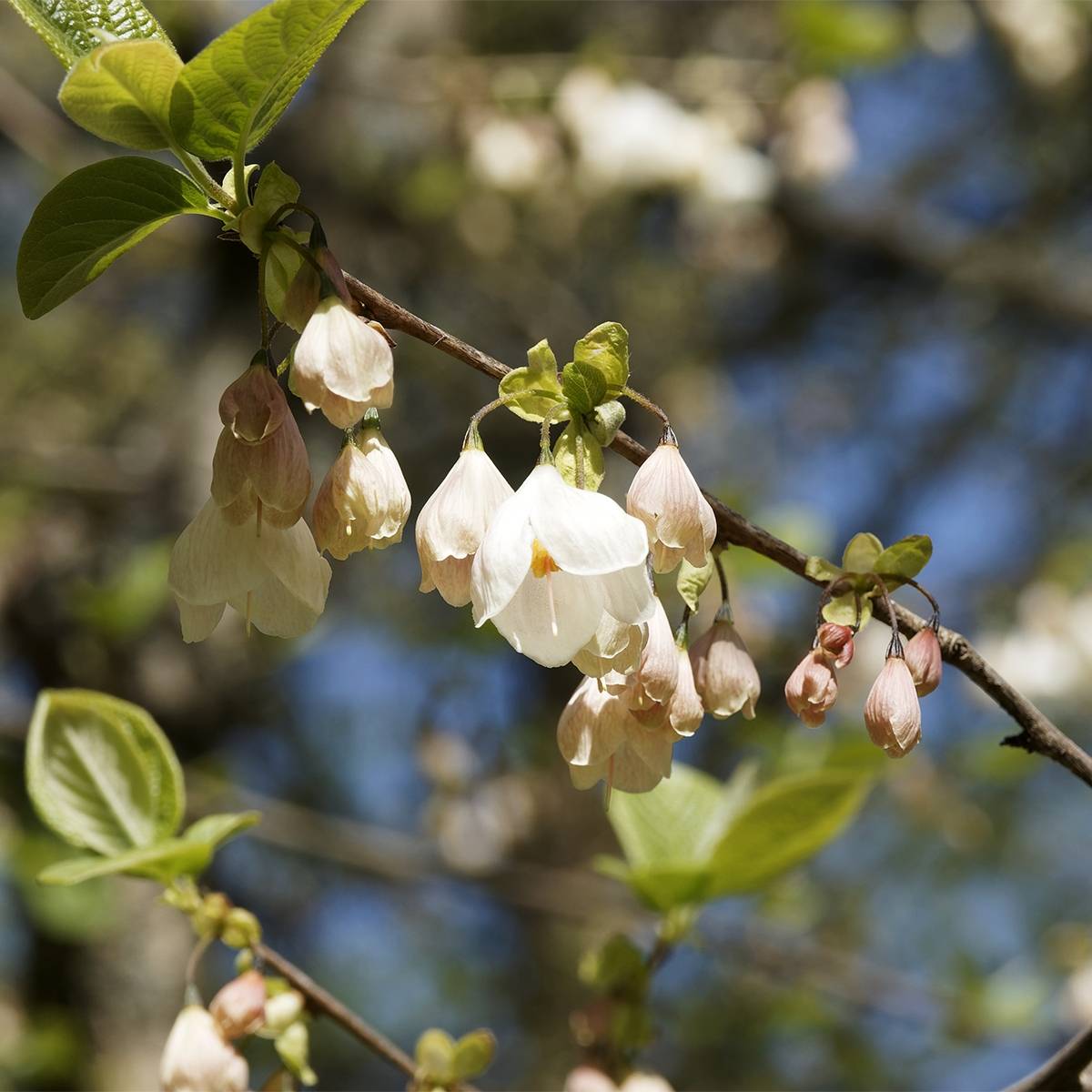 Promesse de Fleurs - Halesia carolina UConn - Arbre aux cloches d'argent Pot de 2L/3L - Image 1