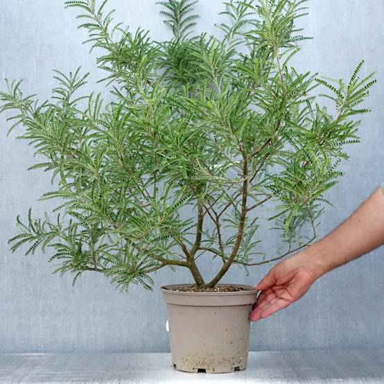 Sophora microphylla Dragon's Gold - Sophora nain Pot de 4L/5L - Image 2
