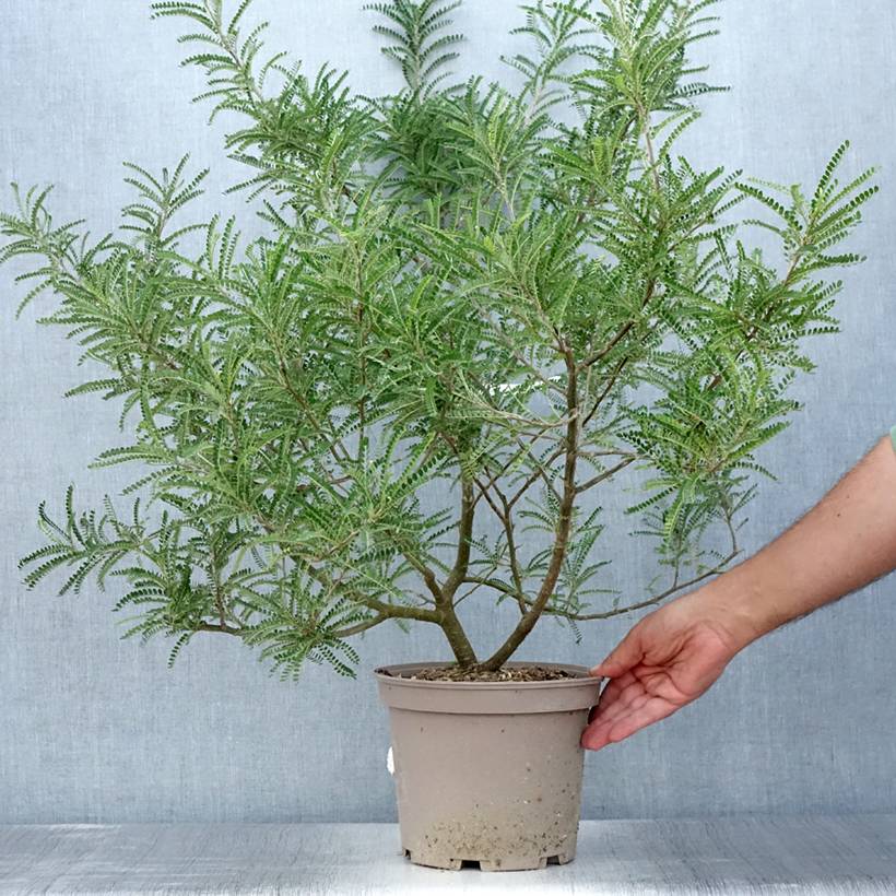 Sophora microphylla Dragon's Gold - Sophora nain Pot de 4L/5L - Image 2