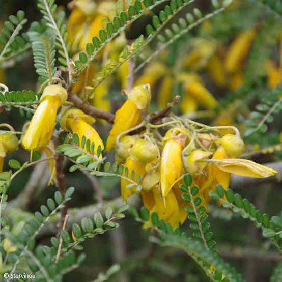Sophora microphylla Dragon's Gold - Sophora nain Pot de 4L/5L - Image 1