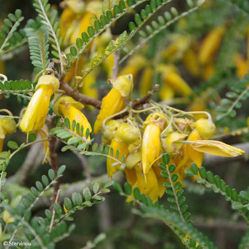 Sophora microphylla Dragon's Gold - Sophora nain Pot de 4L/5L - Image 1