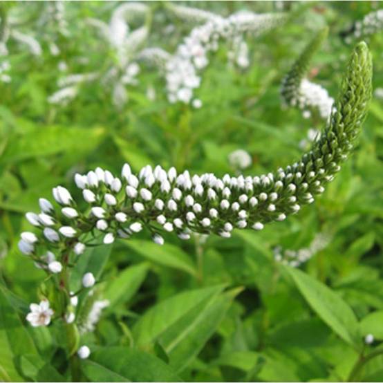 Promesse de Fleurs - Lysimachia clethroïdes - Lysimaque de chine Godet de 8/9 cm