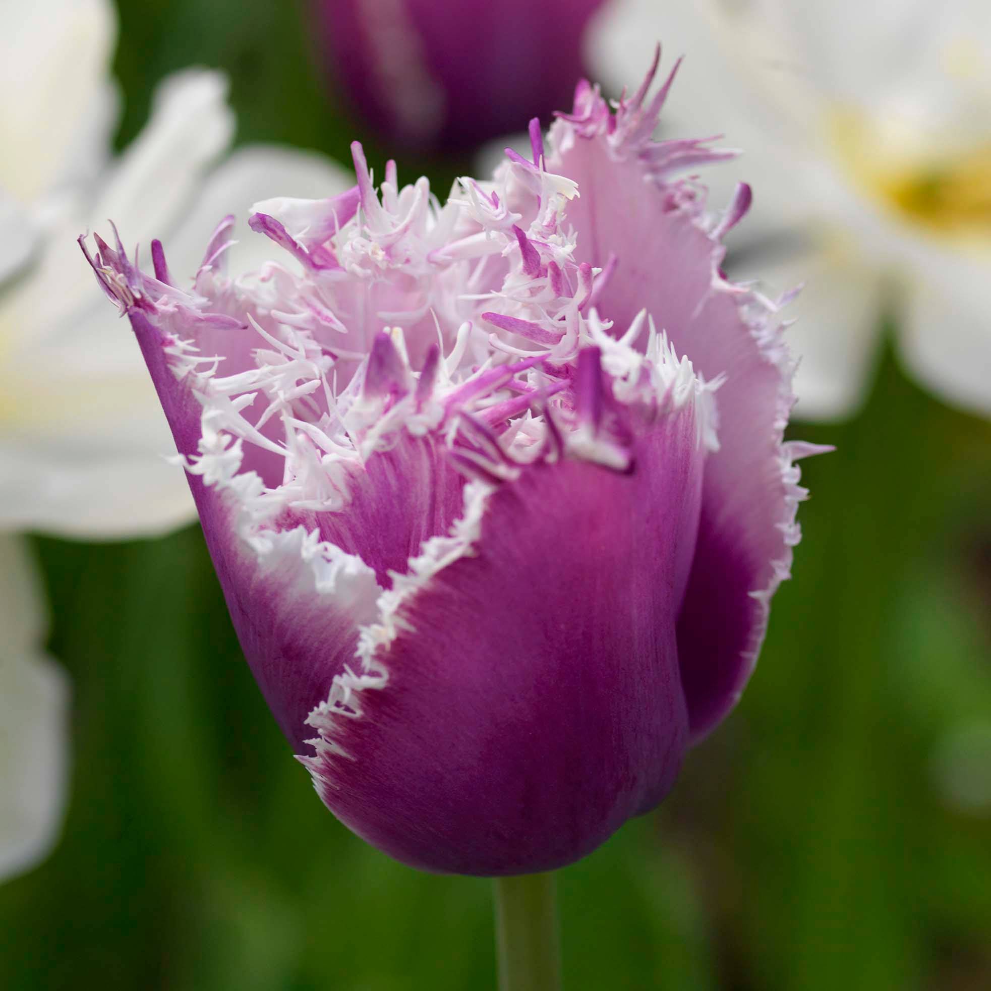 Promesse de Fleurs - Tulipe dentelée Cummins Bulbe calibre 12 (par 6) - Image 1