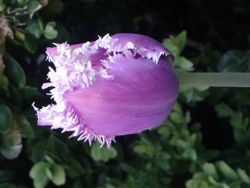 Promesse de Fleurs - Tulipe dentelée Cummins Bulbe calibre 12 (par 6) - Image 2
