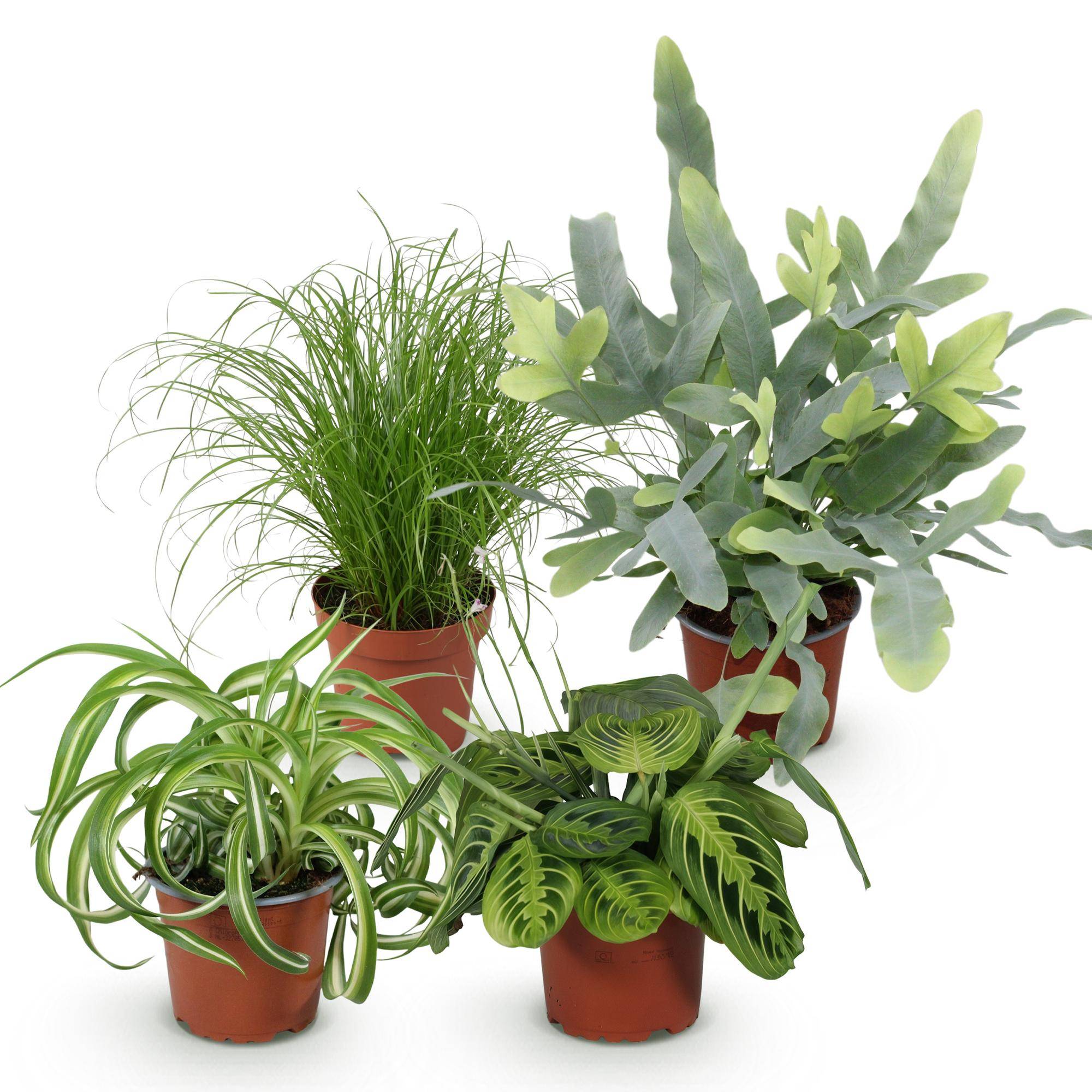 Chlorophytum - Cyperus - Phlebodium - Marantha - Pet-friendly - Pot de 12cm - Hauteur 25cm - Sans cache-pot - Plantes d'intérieur - Image 2