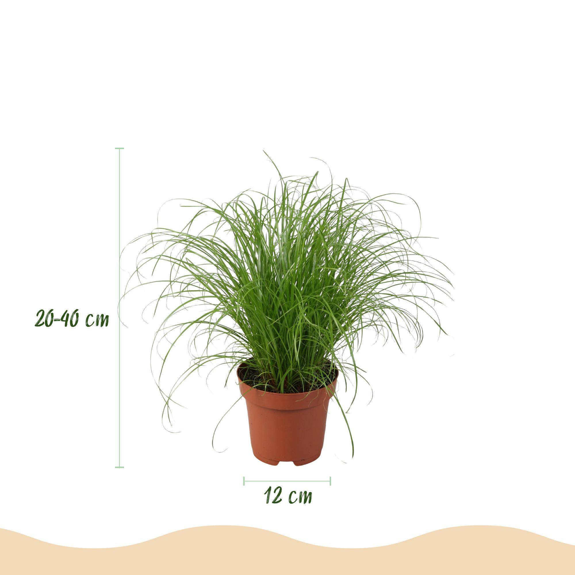 Chlorophytum - Cyperus - Phlebodium - Marantha - Pet-friendly - Pot de 12cm - Hauteur 25cm - Sans cache-pot - Plantes d'intérieur - Image 3