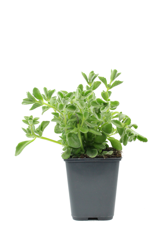 Plant de Thym antillais pot 1 litre - Image 1