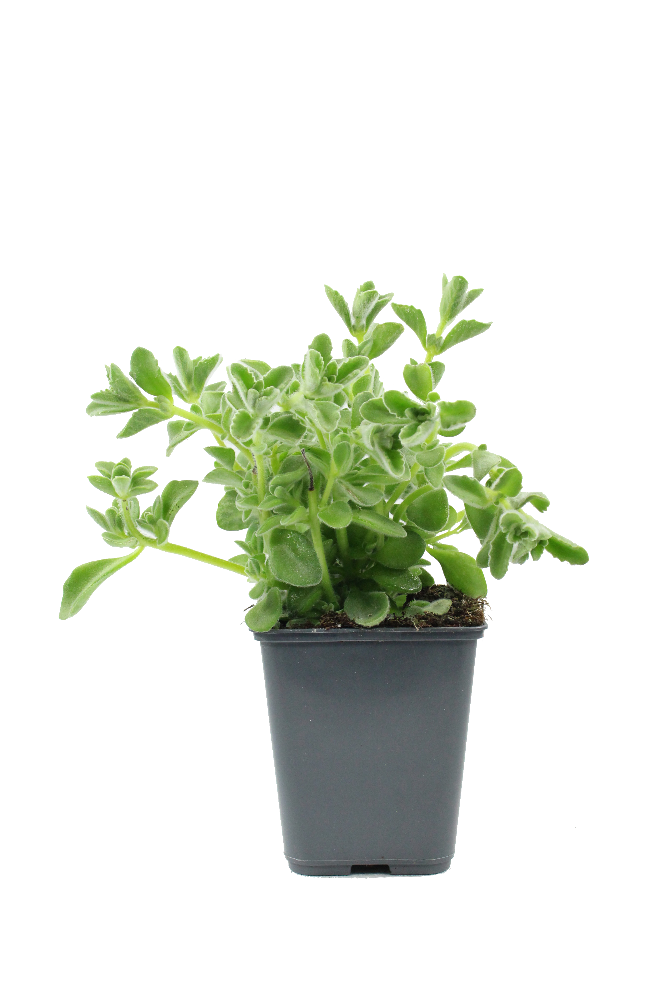 Plant de Thym antillais pot 1 litre - Image 1