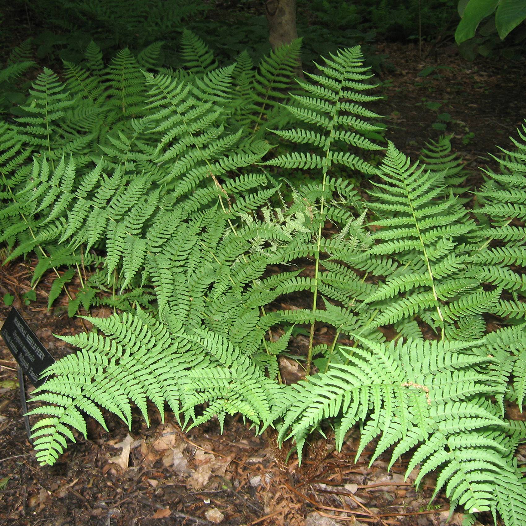 Promesse de Fleurs - Dryopteris marginalis - Fougère Godet de 8/9 cm