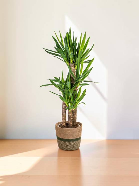 Yucca Elephantipes - H120cm - Image 1