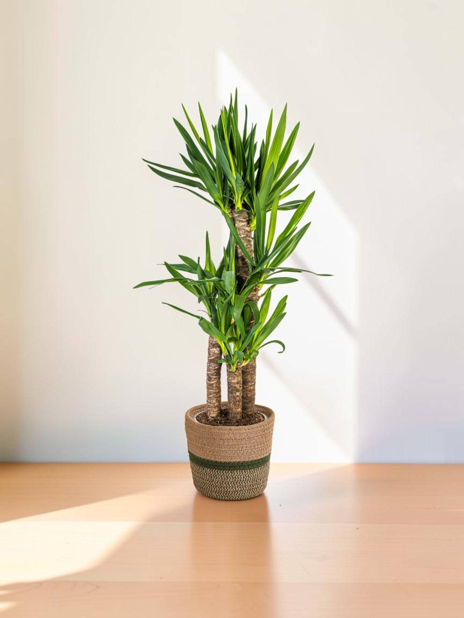 Yucca Elephantipes - H120cm - Image 1