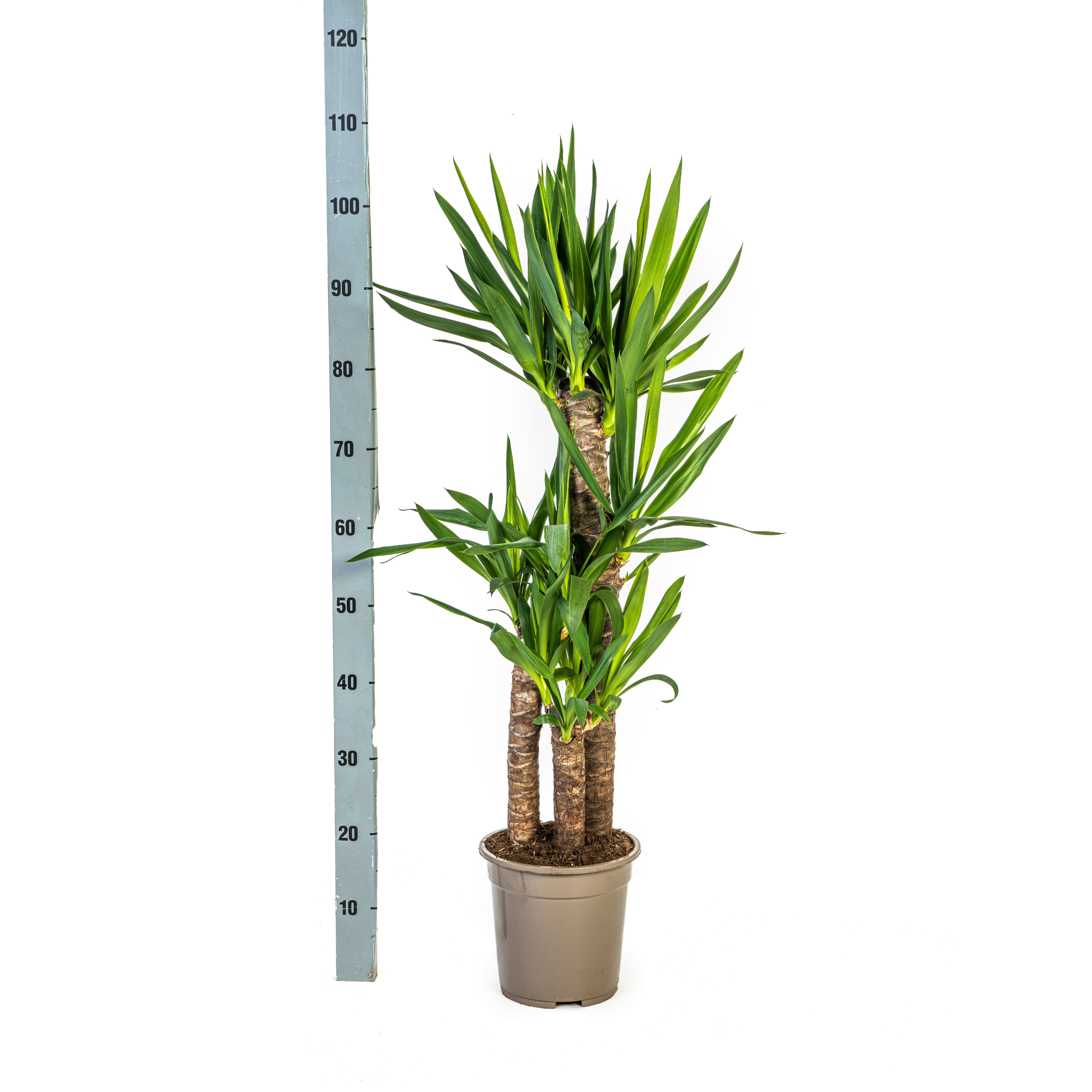 Yucca Elephantipes - H120cm - Image 3