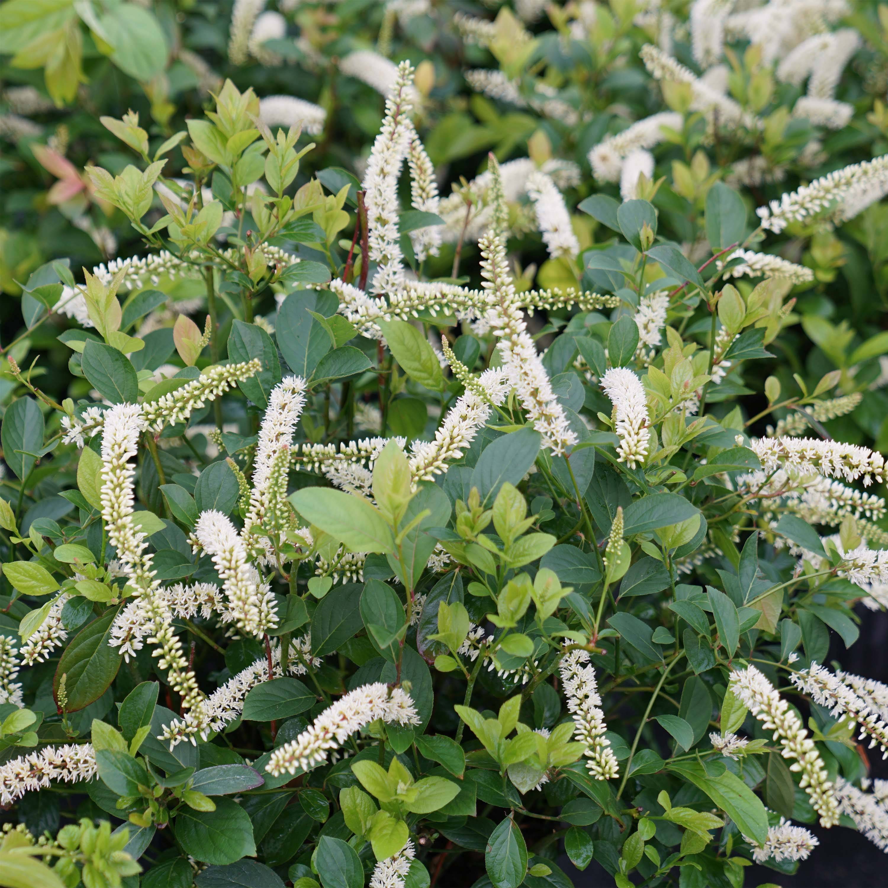 Promesse de Fleurs - Itea virginica Scentlandia - Itéa de Virginie Pot de 4L/5L