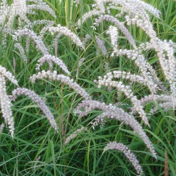 Promesse de Fleurs - Pennisetum orientale Tall Tails - Herbe aux écouvillons blanc argenté Godet de 8/9 cm