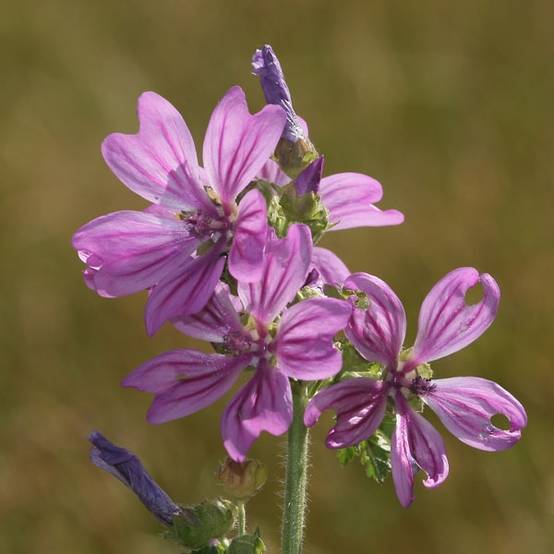 Promesse de Fleurs - Mauve sylvestre - Malva sylvestris Godet de 7/8 cm