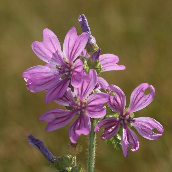 Promesse de Fleurs - Mauve sylvestre - Malva sylvestris Godet de 7/8 cm