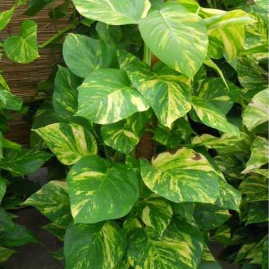 Gardenersdream - Epiremnum Pinnatum Aureum | Plante De Maison Lierre Du Diable Avec Panier Suspendu 15 Cm - GardenersDream - Image 3