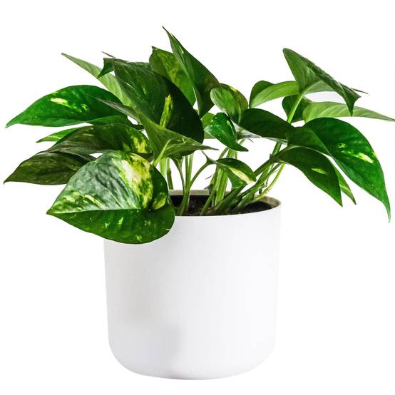 Gardenersdream - Epiremnum Pinnatum Aureum | Plante De Maison Lierre Du Diable Avec Panier Suspendu 15 Cm - GardenersDream - Image 1
