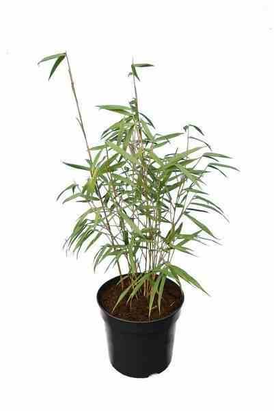 Sans Marque - Fargesia scabrida "Asian Wonder" (Bambou non traçant) Taille:Pot 2 Litres - 50/70cm - 4/7 cannes - Image 1
