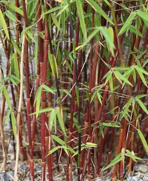Sans Marque - Fargesia scabrida "Asian Wonder" (Bambou non traçant) Taille:Pot 2 Litres - 50/70cm - 4/7 cannes - Image 2