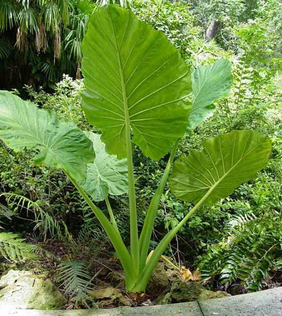 0 - Alocasia macrorrhiza (Oreille d'éléphant Géant, Taro) Pot de 65L - 180/200cm - Image 3
