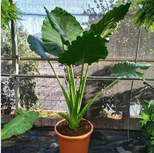 0 - Alocasia macrorrhiza (Oreille d'éléphant Géant, Taro) Pot de 65L - 180/200cm - Image 2