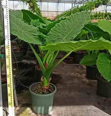 0 - Alocasia macrorrhiza (Oreille d'éléphant Géant, Taro) Pot de 65L - 180/200cm - Image 1