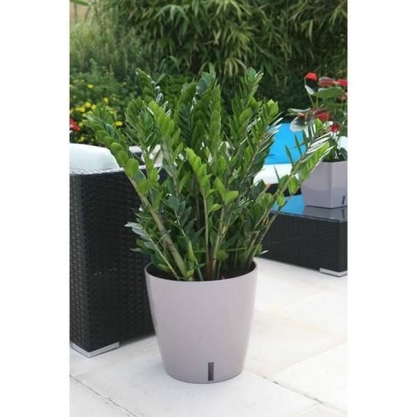 Riviera - Riviera Pot Rond Eva New En Plastique - O 46 Cm - 49 L - Taupe - Image 2