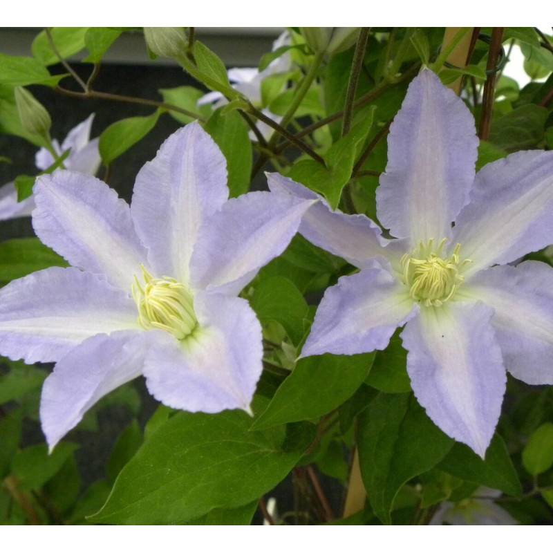 Clématite Spotlight® 'Zo08160' à fleurs Bleue - feuillage Caduc - Pot de 2L - Tuteur bambou 60/90 cm-  hauteur à maturité De 1,00 m à 1,50 m - Image 1