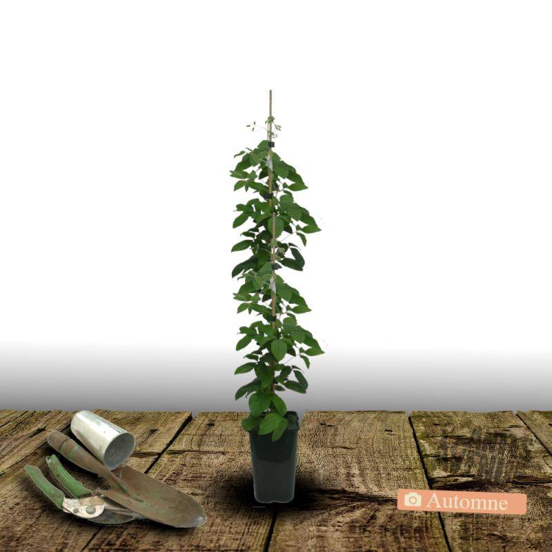 Clématite Spotlight® 'Zo08160' à fleurs Bleue - feuillage Caduc - Pot de 2L - Tuteur bambou 60/90 cm-  hauteur à maturité De 1,00 m à 1,50 m - Image 2