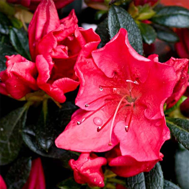 Azalée du Japon Vuyk's Rosyred - Rhododendron hybride. Godet de 8/9 cm