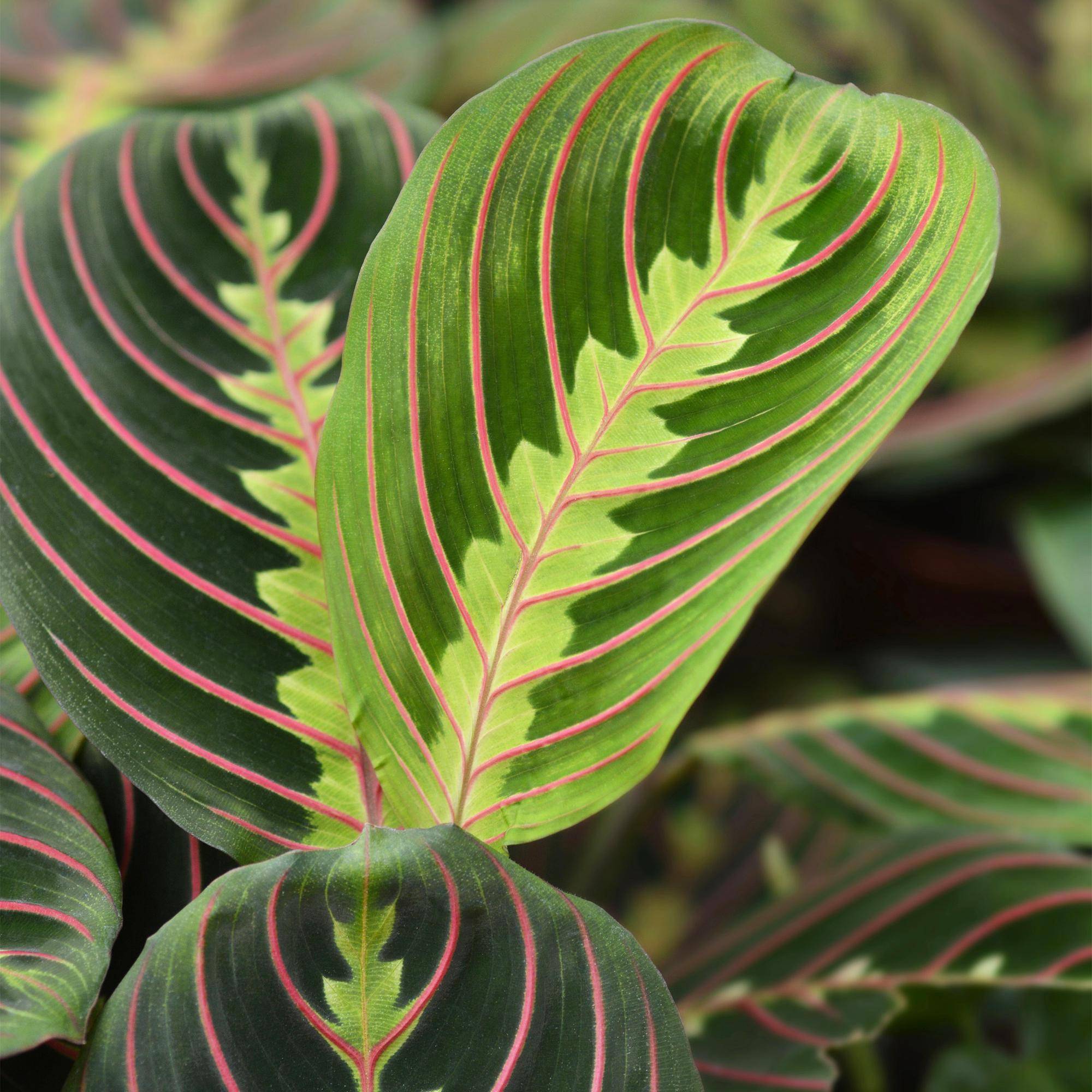 Maranta Fascinator Tricolour - Pet-friendly - Pot de 12cm - Hauteur 25cm - 1 plante - Panier - Plantes d'intérieur - Image 5