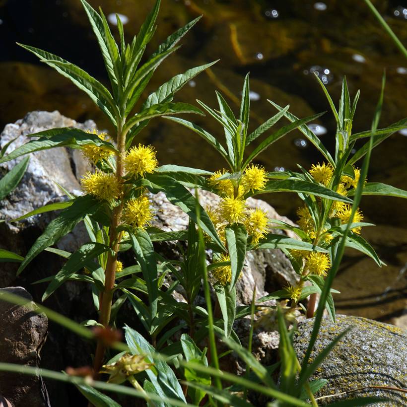 Promesse de Fleurs - Lysimachia thyrsiflora - Lysimaque à fleurs en thyrse Godet de 8/9 cm