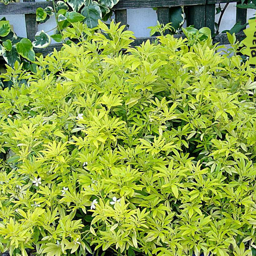 Promesse de Fleurs - Choisya Goldfinger - Oranger du Mexique Pot de 7,5L/10L - Image 1