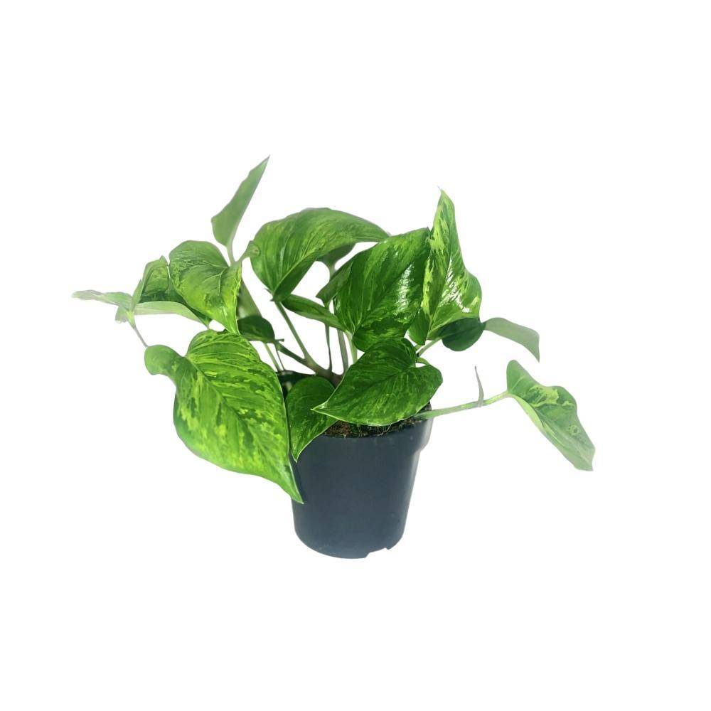 Scindapsus Pictus Trebie 20cm - Plante d'intérieur- La Green Touch - Image 1