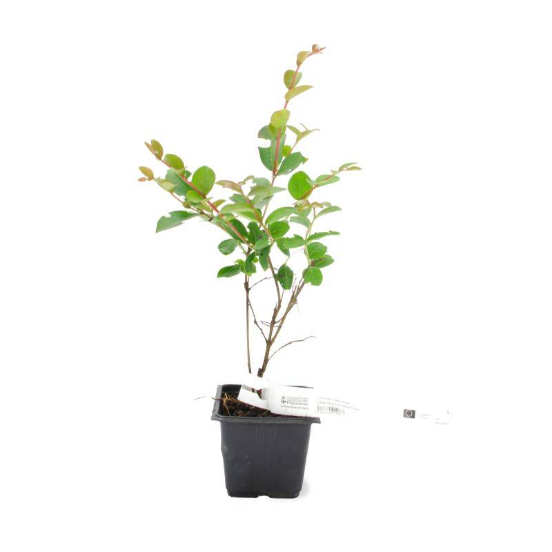 Lilas des Indes Rose (Lagerstroemia Indica) - Godet - Taille 13/25cm - Pépinières Naudet - Image 2