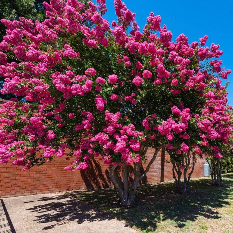 Lilas des Indes Rose (Lagerstroemia Indica) - Godet - Taille 13/25cm - Pépinières Naudet - Image 1