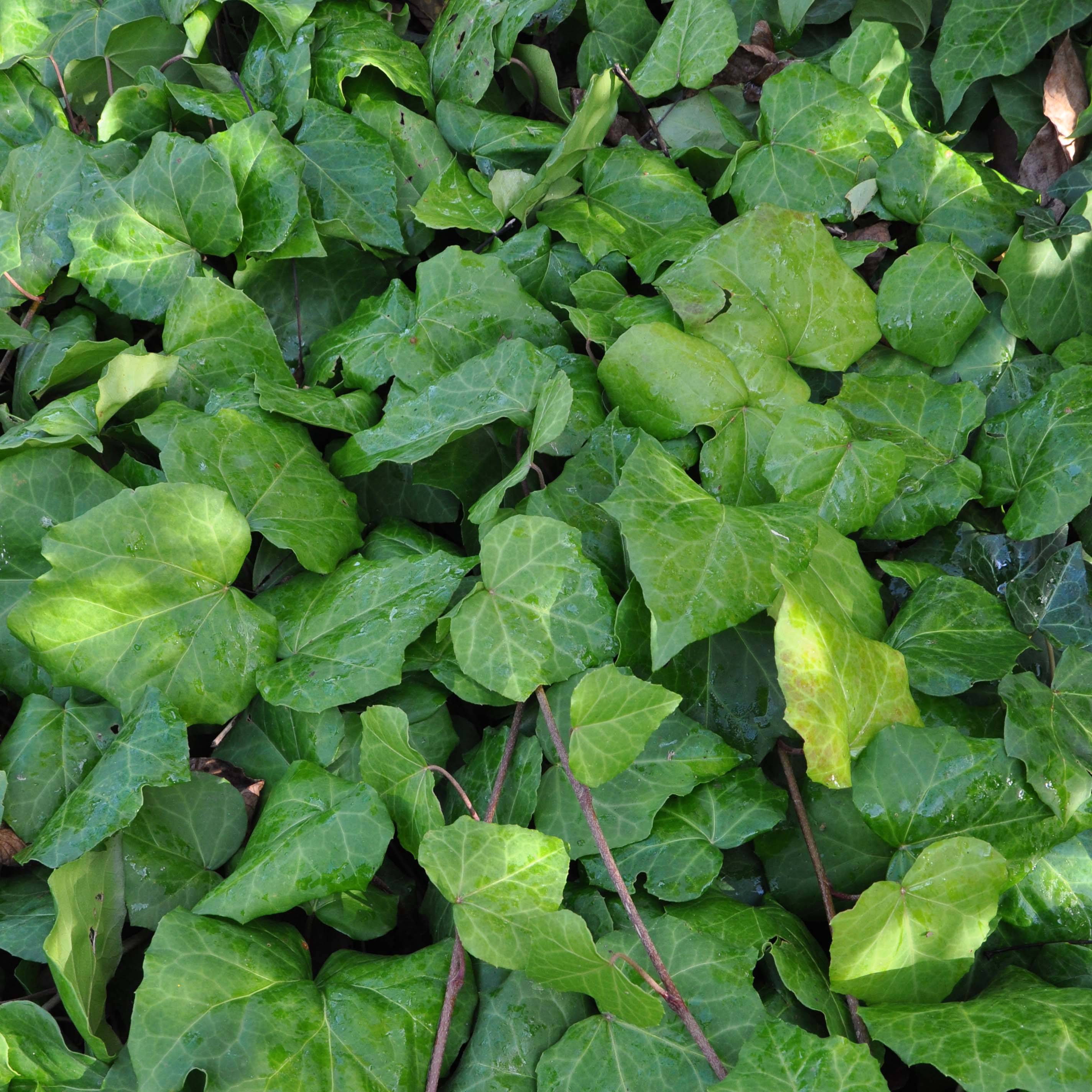 Lierre de Colchide - Hedera colchica Pot de 2L/3L