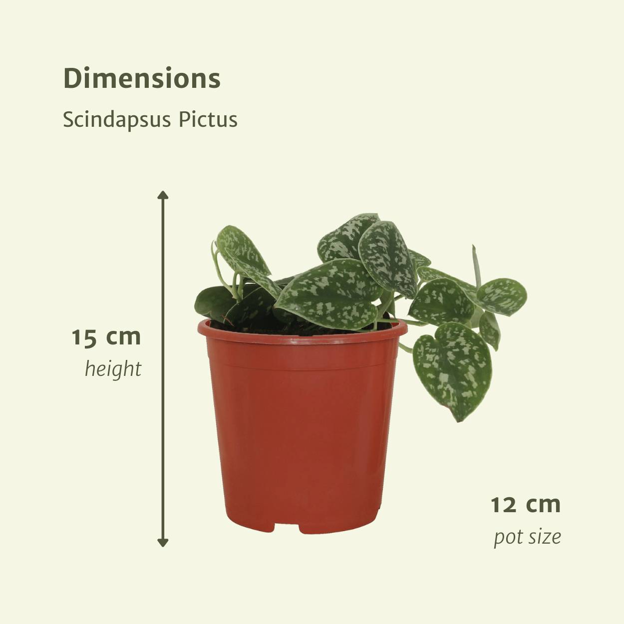 4x Scindapsus Pictus - D12 H15cm - Image 4