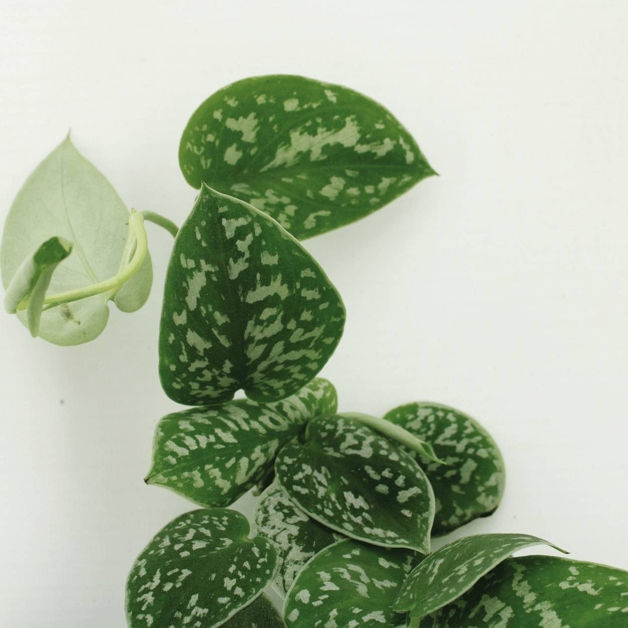4x Scindapsus Pictus - D12 H15cm - Image 3