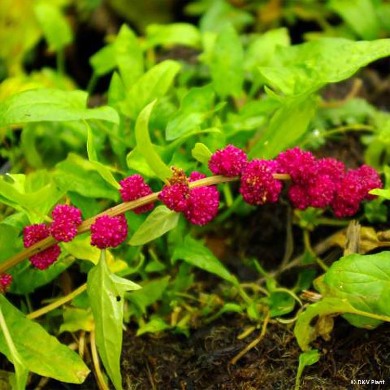 Epinard Fraise - Chenopodium capitatum Pot de 1,5L/2L