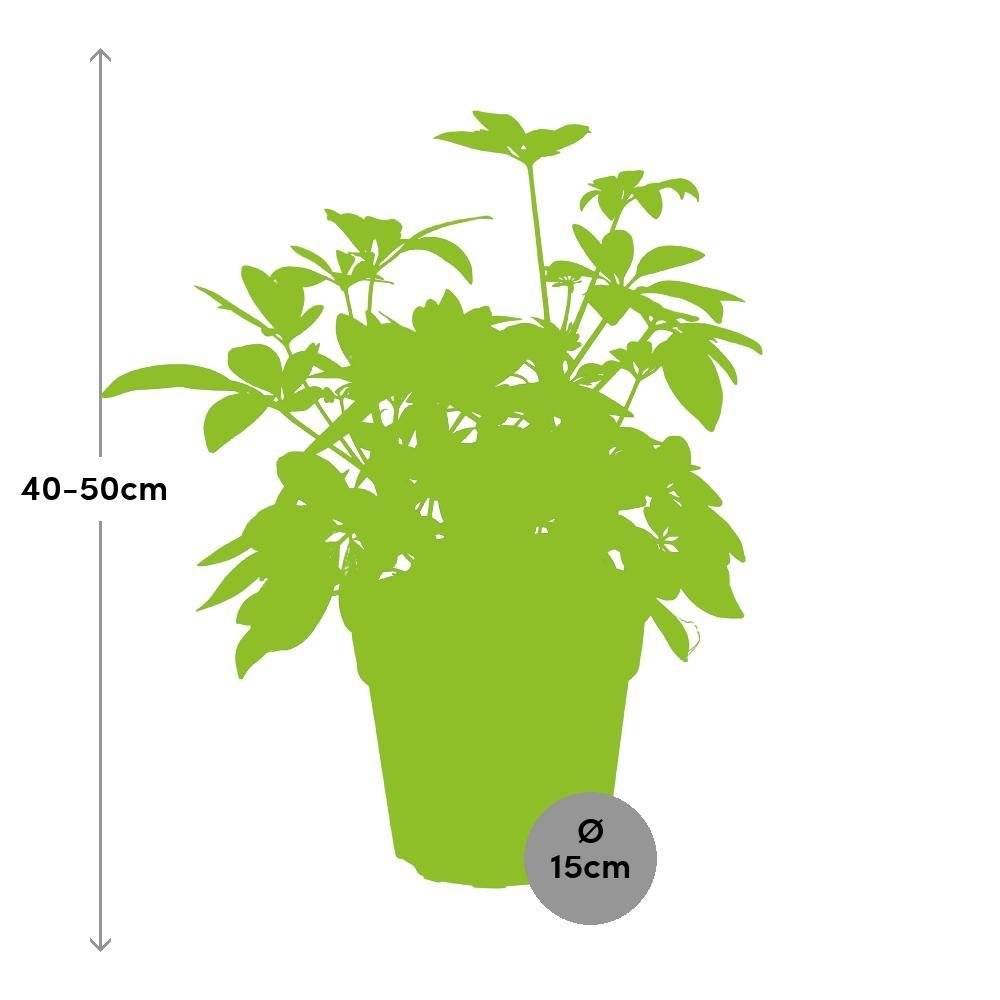 Schefflera 45cm - Plante d'intérieur- La Green Touch - Image 3