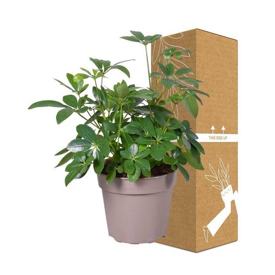 Schefflera 45cm - Plante d'intérieur- La Green Touch - Image 4
